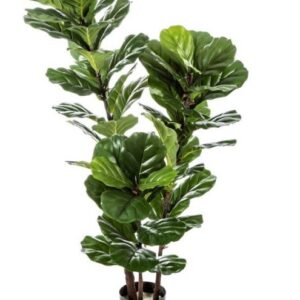 Ficus Lyrata Tree 130cm